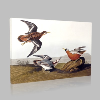 John James Audubon (2) Canvas