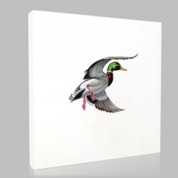 John James Audubon (4) Stampa su Tela 