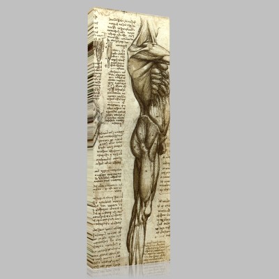 Leonardo DaVinci-Etude de muscle du tronc et de la cuisse, Windsor, Anatomie Canvas