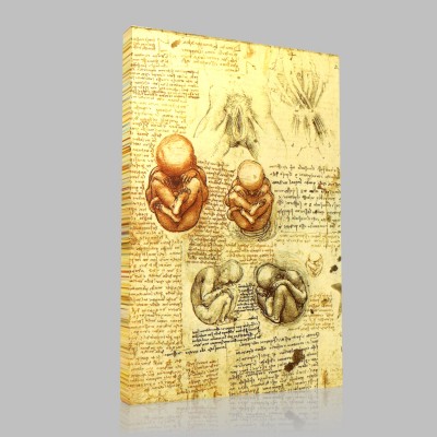Leonardo DaVinci-Organes génitaux féminins et foetus dans l'utérus Canvas