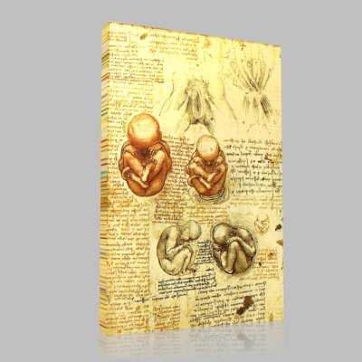 Leonardo DaVinci-Organes génitaux féminins et foetus dans l'utérus, Windsor Canvas